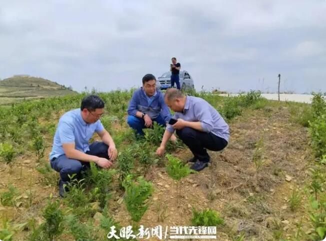 关于贵州省农业科学院茶叶研究所：科技赋能黔茶品质提升品牌打造的相关信息(1)