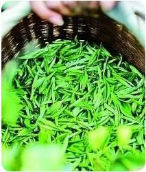 有关于茶香缕缕 一片叶子写下“共富之约”的消息(1)