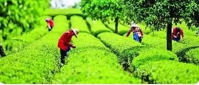 有关于茶香缕缕 一片叶子写下“共富之约”的消息(3)