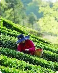 有关于茶香缕缕 一片叶子写下“共富之约”的消息