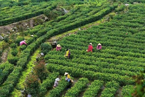 关于青阳县朱备镇：聚力“三茶”，推动乡村振兴的相关信息