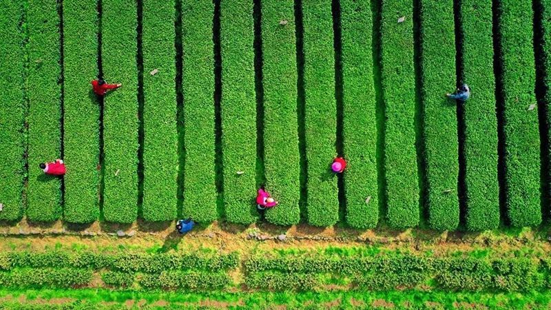 关于江苏省搭建制茶、评茶交流平台推介茶旅精品路线推进茶与文旅、康养等产业融合发展的最新消息(10)