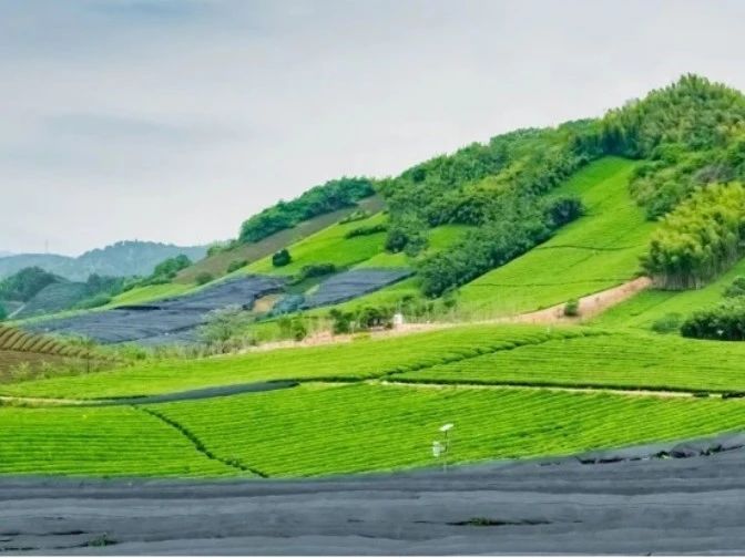 关于江苏省搭建制茶、评茶交流平台推介茶旅精品路线推进茶与文旅、康养等产业融合发展的最新消息(12)