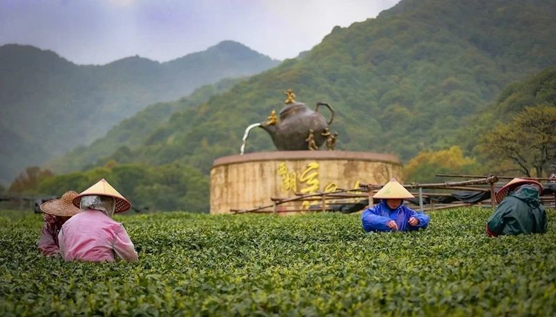 关于江苏省搭建制茶、评茶交流平台推介茶旅精品路线推进茶与文旅、康养等产业融合发展的最新消息(6)