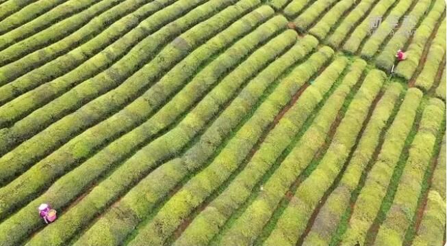 关于借“数”助农:千年苔茶借数字货运“出山”的内容