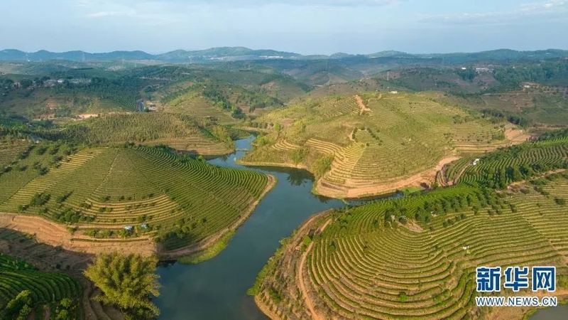 关于探访万亩连片茶园 看“一叶”如何“富一方”的最新消息