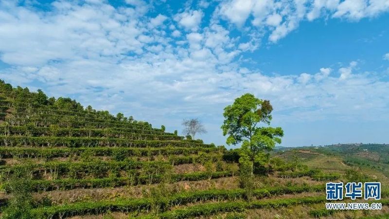 关于探访万亩连片茶园 看“一叶”如何“富一方”的最新消息(6)