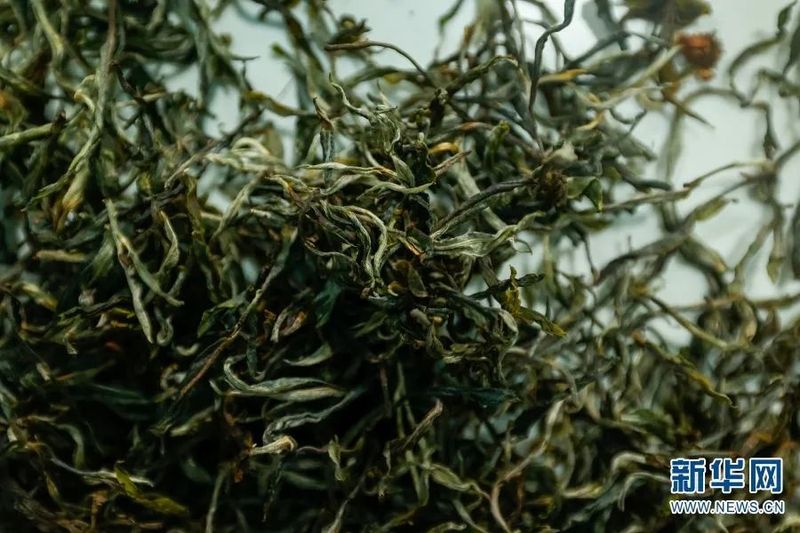 关于探访万亩连片茶园 看“一叶”如何“富一方”的最新消息(8)