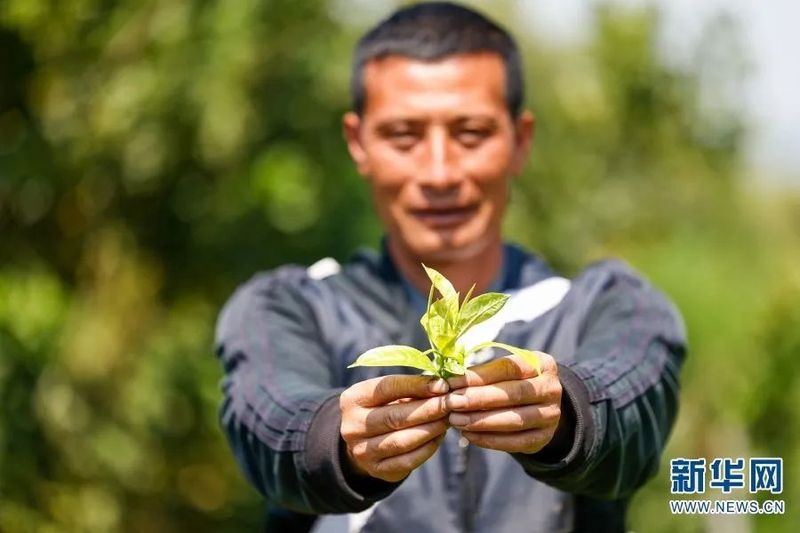 关于探访万亩连片茶园 看“一叶”如何“富一方”的最新消息(1)