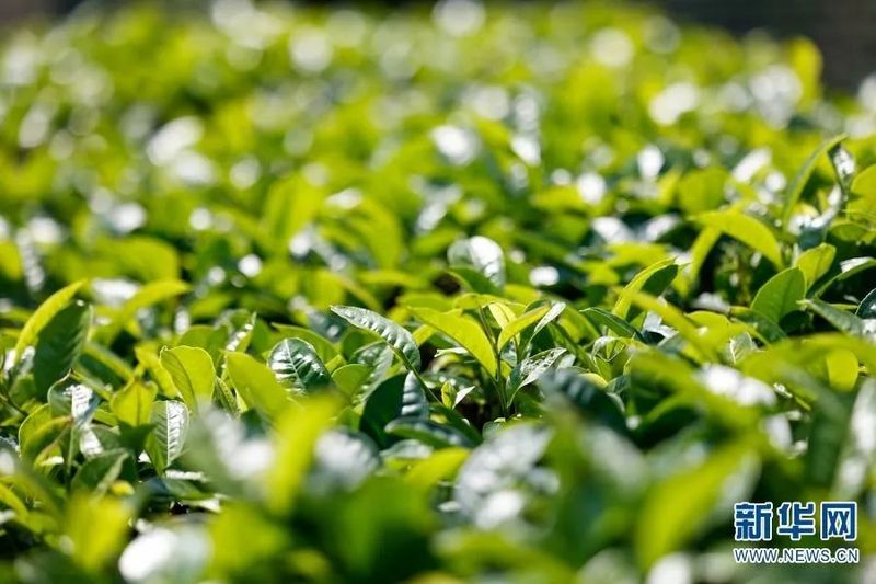 关于探访万亩连片茶园 看“一叶”如何“富一方”的最新消息(7)