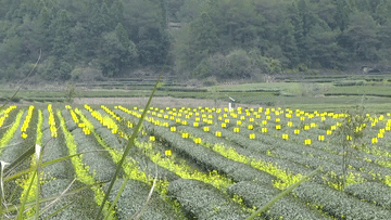 关于看“茶科技”带来的绿色发展新密码的资讯(3)