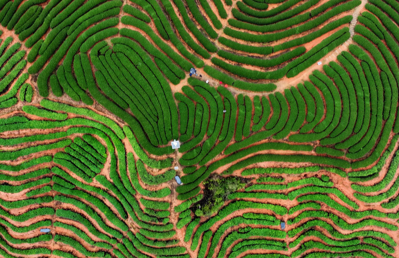 关于看“茶科技”带来的绿色发展新密码的资讯(1)