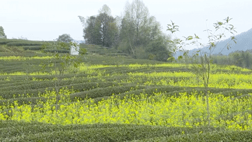 关于看“茶科技”带来的绿色发展新密码的资讯(2)