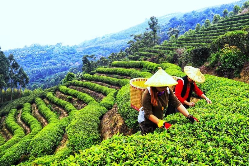 关于茶和天下!遇见中国海峡硒都的一杯“仙”茶的信息(9)
