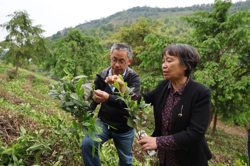关于用“留白”方式写好“一片叶子”的故事的内容(1)