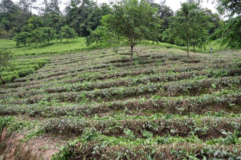 关于用“留白”方式写好“一片叶子”的故事的内容