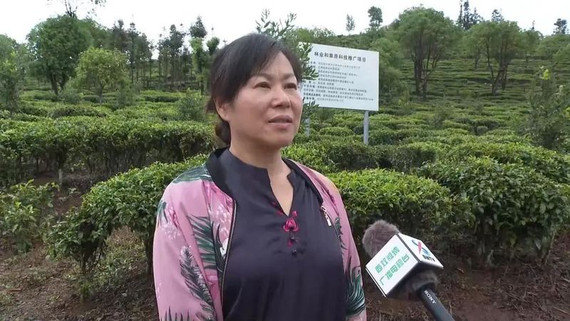 有关于建引领林长制 助力普洱茶现代产业示范县建设的相关信息(7)