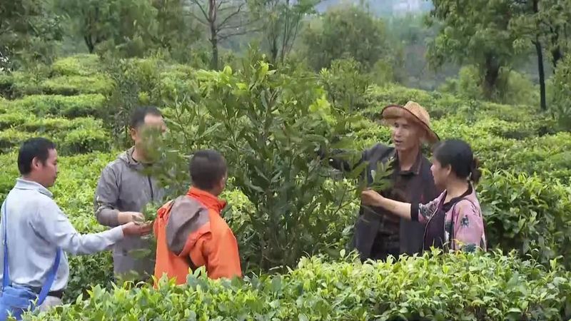 有关于建引领林长制 助力普洱茶现代产业示范县建设的相关信息(8)