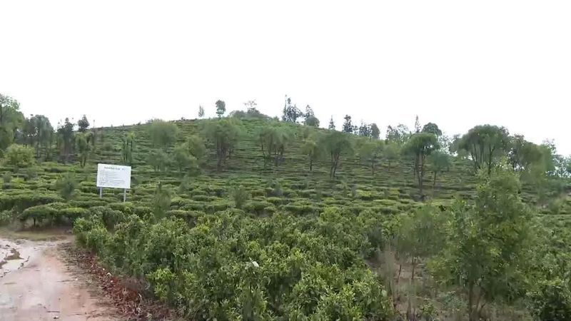 有关于建引领林长制 助力普洱茶现代产业示范县建设的相关信息(6)