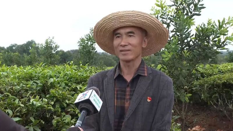 有关于建引领林长制 助力普洱茶现代产业示范县建设的相关信息(9)