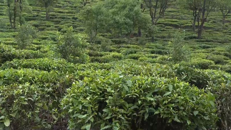 有关于建引领林长制 助力普洱茶现代产业示范县建设的相关信息(3)