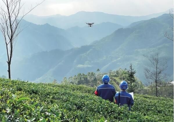 关于广东清新供电局 满格电让高山茶变身“黄金叶”的内容