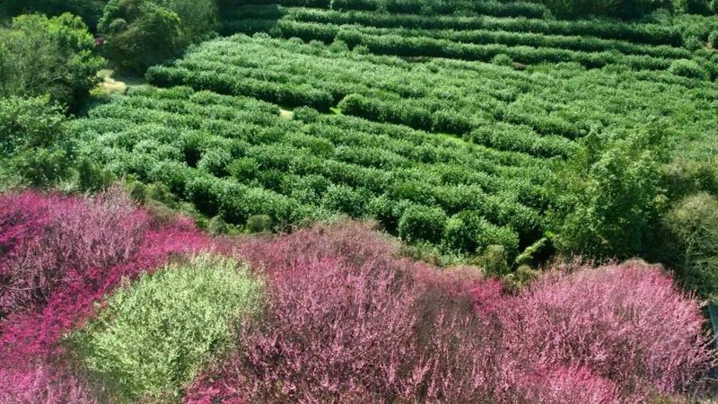 关于价值53.05亿元!洞庭山碧螺春稳居“中国茶叶区域共用品牌价值”第六!的相关内容(4)