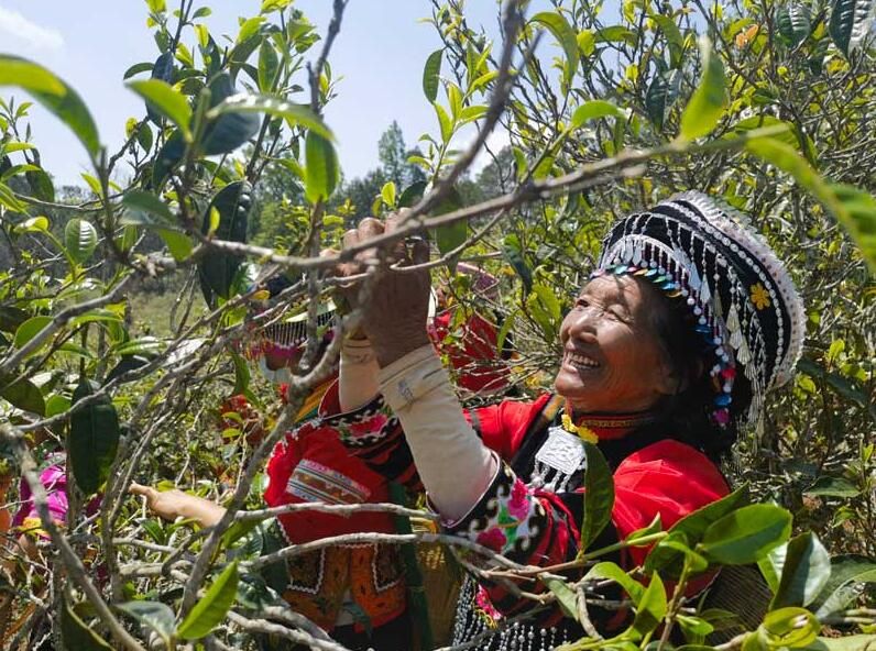 有关于普洱景谷：推动大白茶产业持续健康发展的最新消息(1)