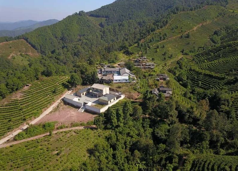 有关于普洱景谷：推动大白茶产业持续健康发展的最新消息