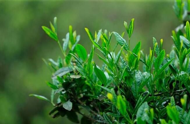 有关于浙江丽水：持续打响“丽水香茶”区域品牌 用“绿叶子”铺就共富路的相关信息