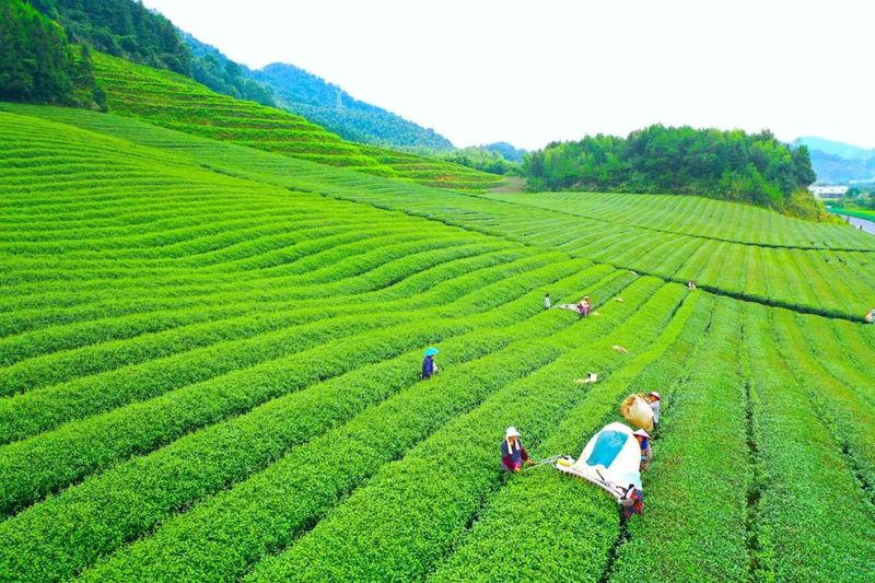 有关于科技赋力领风骚 ——浙江高质量推动“三茶”统筹发展纪实的相关信息