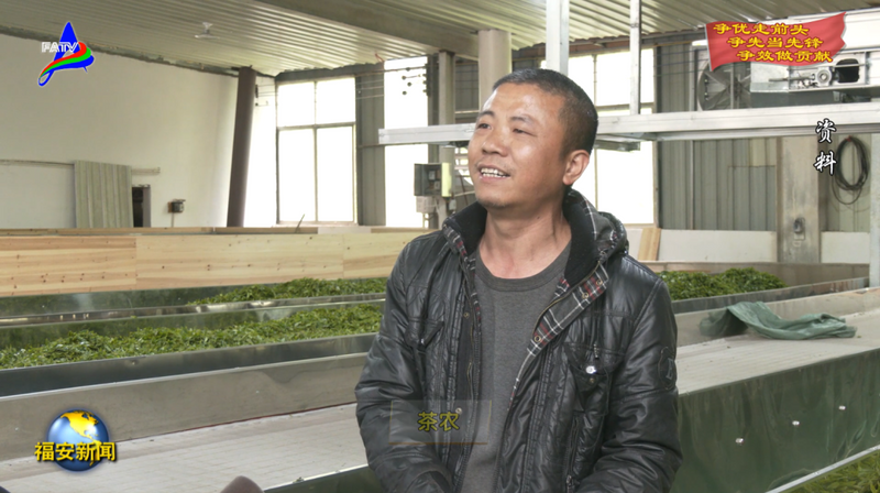 关于福安多措并举推动茶产业增效茶农增收的内容(1)