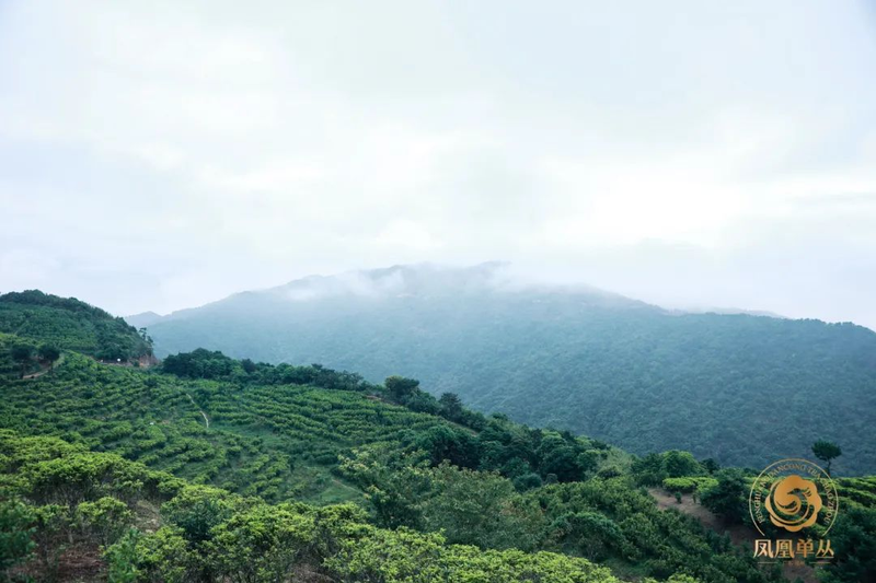 关于推动好茶“飞入”千家万户！凤凰单丛茶跨县集群产业园加持茶业发展的资讯(7)