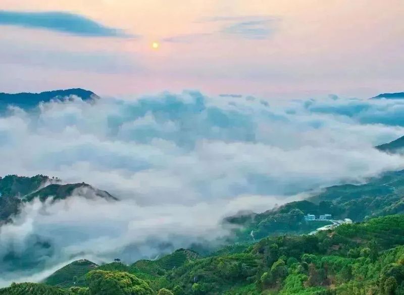 关于推动好茶“飞入”千家万户！凤凰单丛茶跨县集群产业园加持茶业发展的资讯(9)