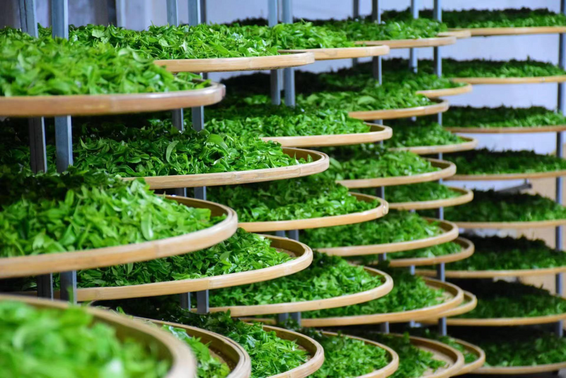 关于推动好茶“飞入”千家万户！凤凰单丛茶跨县集群产业园加持茶业发展的资讯(8)