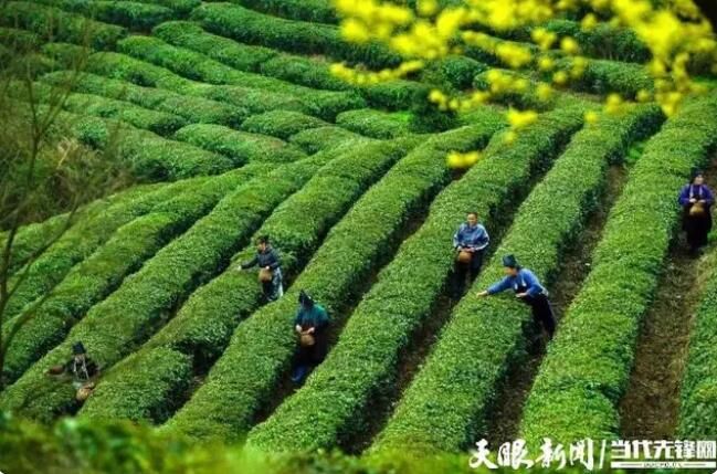 有关于认领一亩“智慧茶园” 宅家也能种“春天”的消息