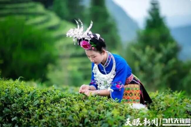 有关于认领一亩“智慧茶园” 宅家也能种“春天”的消息(1)