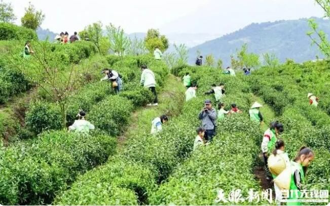 有关于认领一亩“智慧茶园” 宅家也能种“春天”的消息(3)