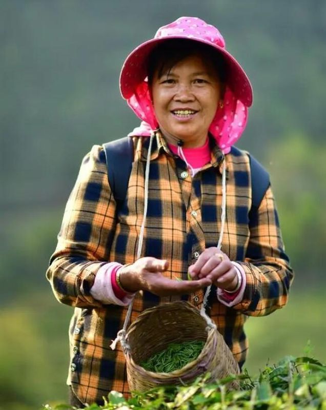 关于满目皆翠绿 茶农绽笑颜的资讯(3)