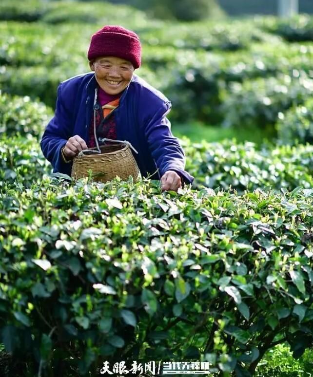 关于满目皆翠绿 茶农绽笑颜的资讯