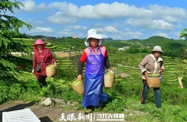 关于满目皆翠绿 茶农绽笑颜的资讯(7)