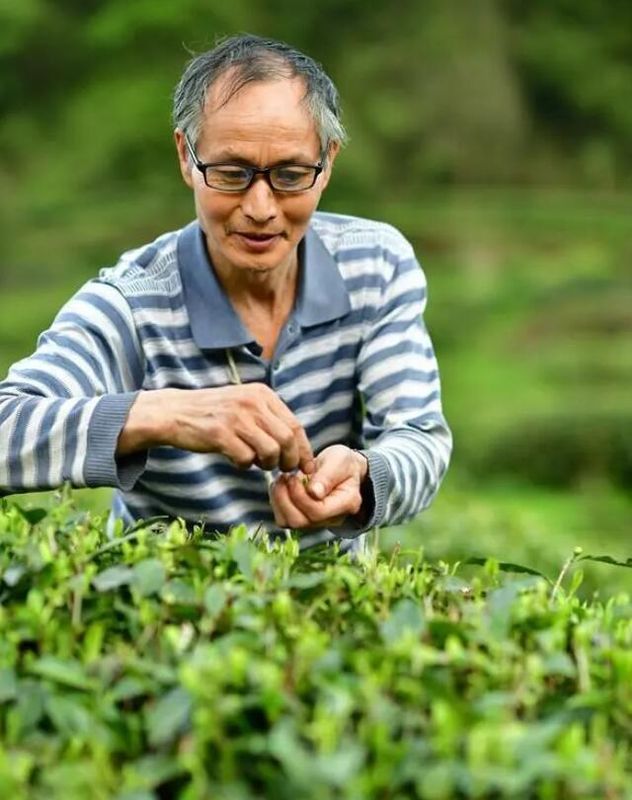 关于满目皆翠绿 茶农绽笑颜的资讯(1)