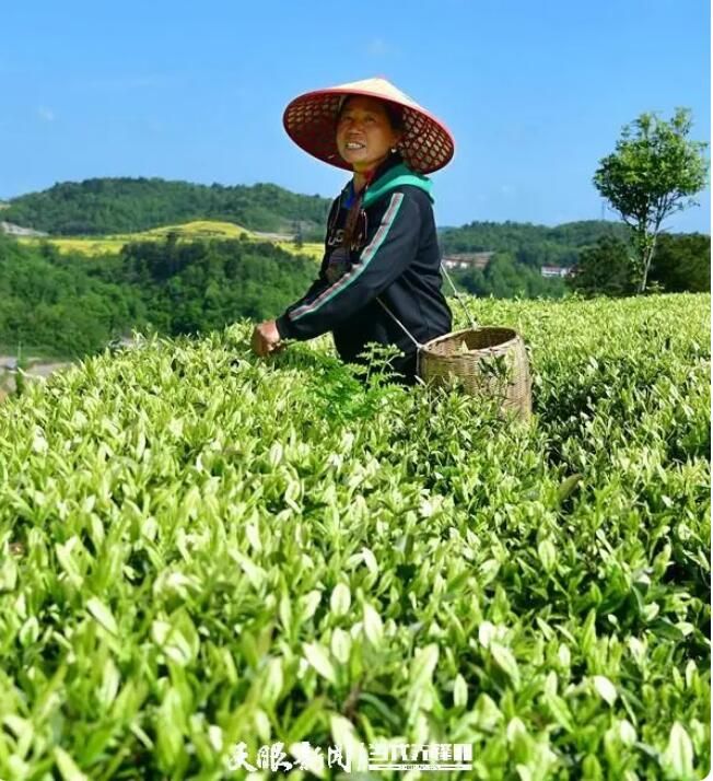 关于满目皆翠绿 茶农绽笑颜的资讯(6)