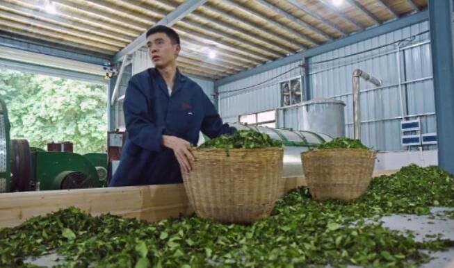 关于“三茶”统筹！霍童茶产业焕生机的内容