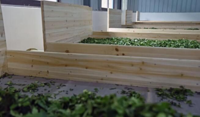 关于“三茶”统筹！霍童茶产业焕生机的内容(1)