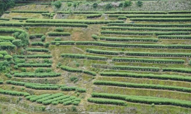 关于“三茶”统筹！霍童茶产业焕生机的内容(3)