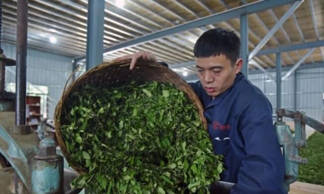 关于“三茶”统筹！霍童茶产业焕生机的内容(4)