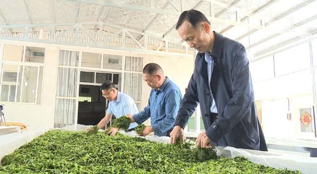 有关于安徽舒城：推进夏秋茶生产 延伸茶叶产业链的相关信息(1)