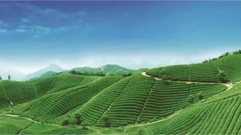 有关于临沧：全面促进茶叶产业提质增效的新闻