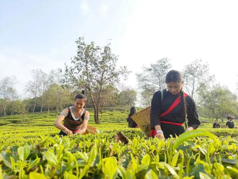 有关于临沧：全面促进茶叶产业提质增效的新闻(1)